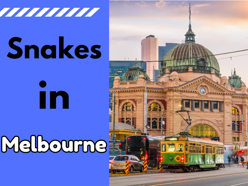 Snakes in Melbourne